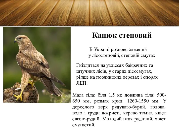 Канюк степовий В Україні розповсюджений у лісостеповій, степовій смугах Гніздиться