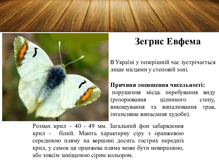 Зегрис Евфема В Україні у теперішній час зустрічається лише місцями