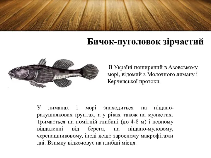 Бичок-пуголовок зірчастий В Україні поширений в Азовському морі, відомий з