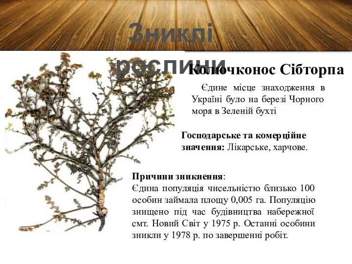 Зниклі рослини Колючконос Сібторпа Єдине місце знаходження в Україні було