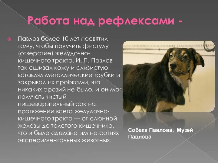 Работа над рефлексами - Павлов более 10 лет посвятил тому, чтобы получить фистулу