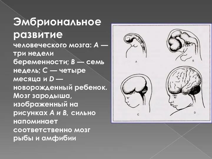 Эмбриональное развитие человеческого мозга: А — три недели беременности; В — семь недель;