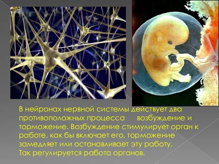 В нейронах нервной системы действует два противоположных процесса возбуждение и торможение. Возбуждение стимулирует