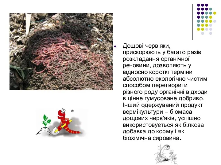 Дощові черв'яки, прискорюють у багато разів розкладання органічної речовини, дозволяють