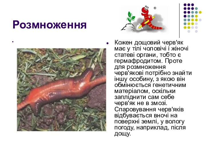 Розмноження Кожен дощовий черв'як має у тілі чоловічі і жіночі
