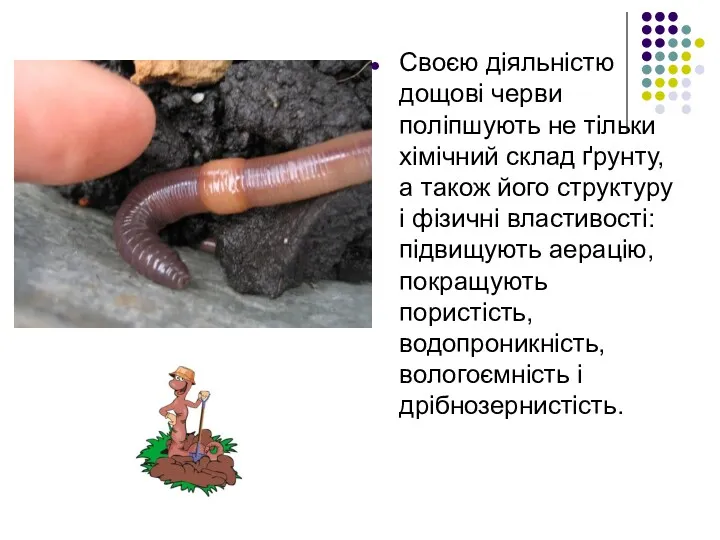 Своєю діяльністю дощові черви поліпшують не тільки хімічний склад ґрунту,