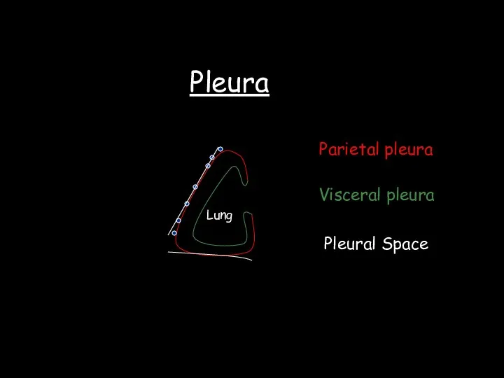 Pleura Lung Parietal pleura Visceral pleura Pleural Space