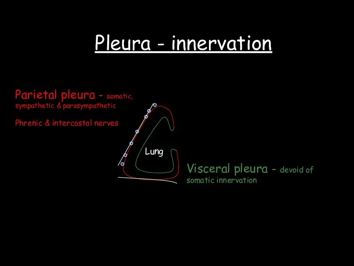 Pleura - innervation Lung Parietal pleura - somatic, sympathetic &