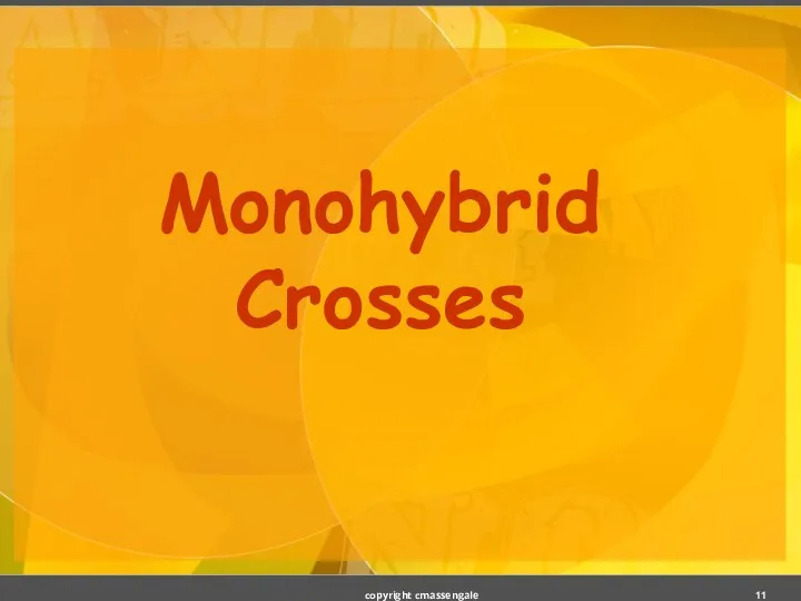 Monohybrid Crosses copyright cmassengale