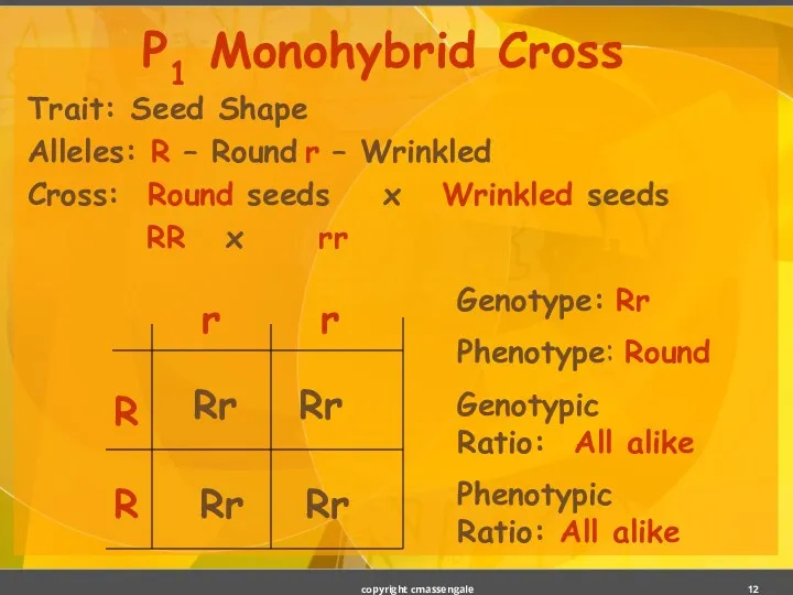 Trait: Seed Shape Alleles: R – Round r – Wrinkled