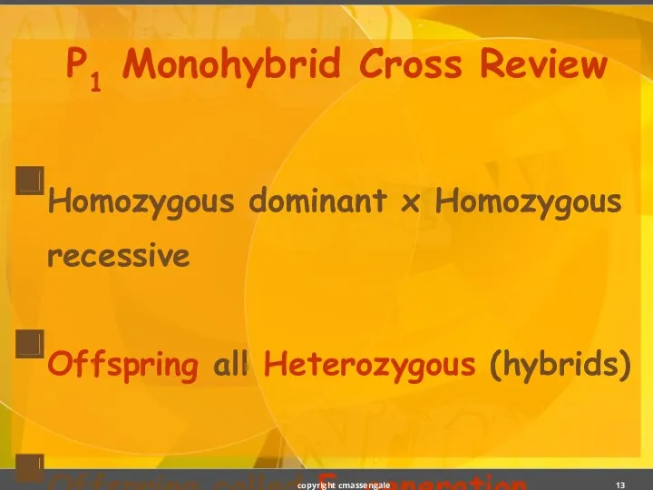 P1 Monohybrid Cross Review Homozygous dominant x Homozygous recessive Offspring