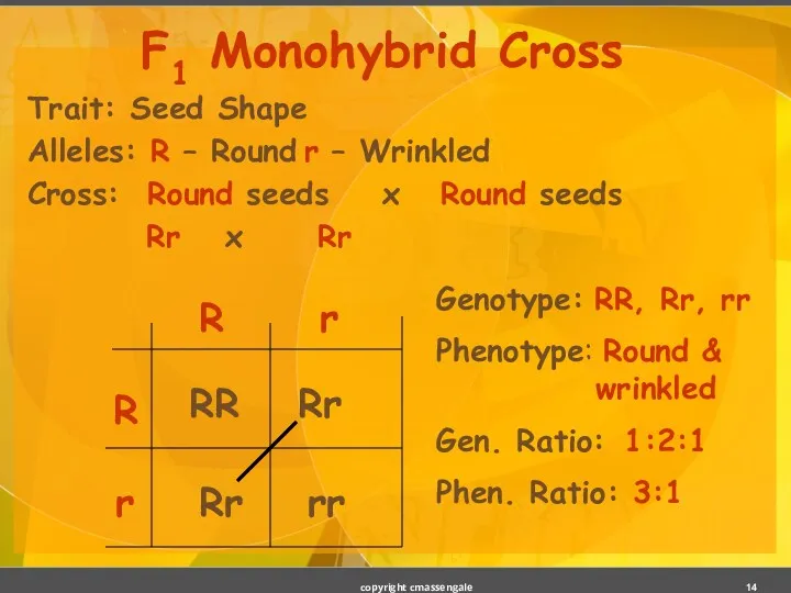 Trait: Seed Shape Alleles: R – Round r – Wrinkled