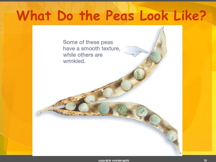 What Do the Peas Look Like? copyright cmassengale