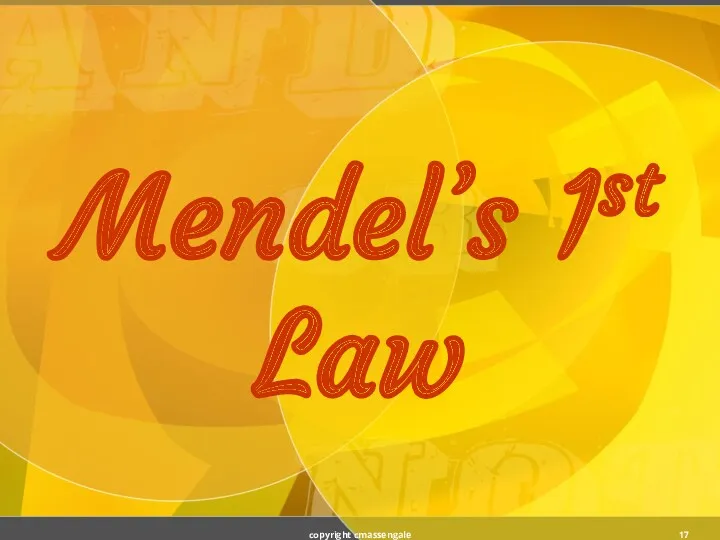 Mendel’s 1st Law copyright cmassengale