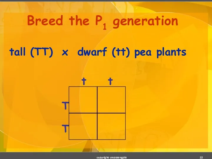 Breed the P1 generation tall (TT) x dwarf (tt) pea plants copyright cmassengale