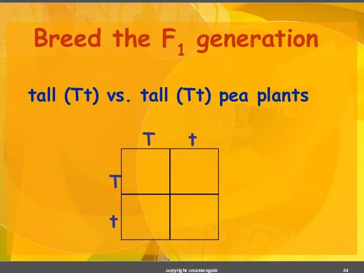 Breed the F1 generation tall (Tt) vs. tall (Tt) pea plants copyright cmassengale