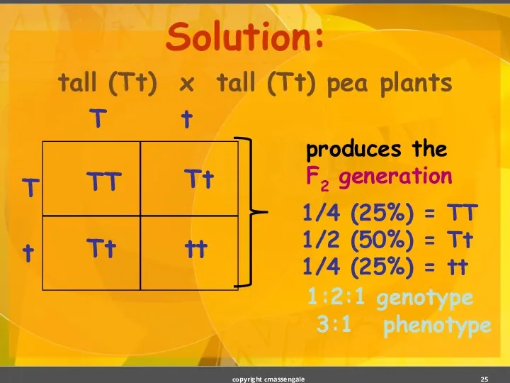 Solution: tall (Tt) x tall (Tt) pea plants copyright cmassengale