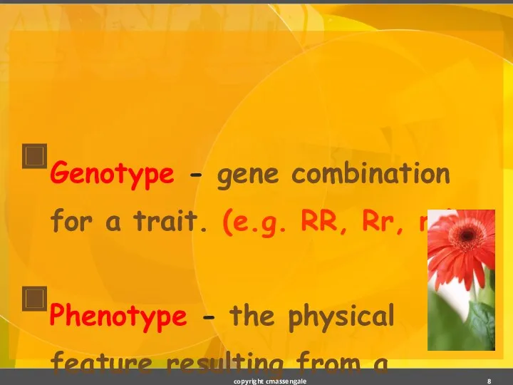 Genotype - gene combination for a trait. (e.g. RR, Rr,