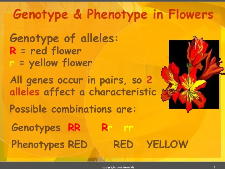 Genotype & Phenotype in Flowers Genotype of alleles: R =