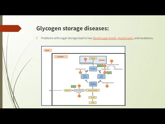Glycogen storage diseases: Problems with sugar storage lead to low
