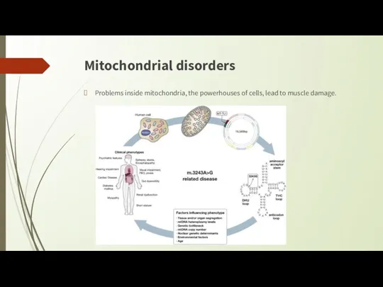 Mitochondrial disorders Problems inside mitochondria, the powerhouses of cells, lead to muscle damage.