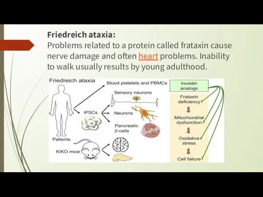 Friedreich ataxia: Problems related to a protein called frataxin cause