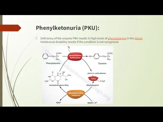 Phenylketonuria (PKU): Deficiency of the enzyme PAH results in high
