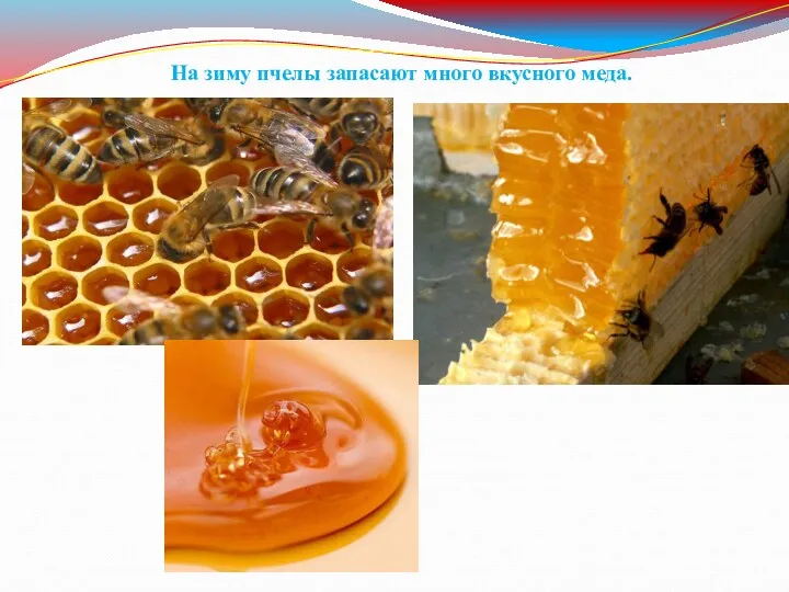 На зиму пчелы запасают много вкусного меда.