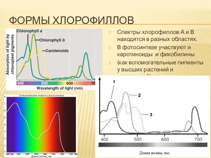 ФОРМЫ ХЛОРОФИЛЛОВ Спектры хлорофиллов А и В находятся в разных