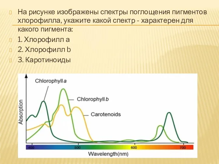 На рисунке изображены спектры поглощения пигментов хлорофилла, укажите какой спектр