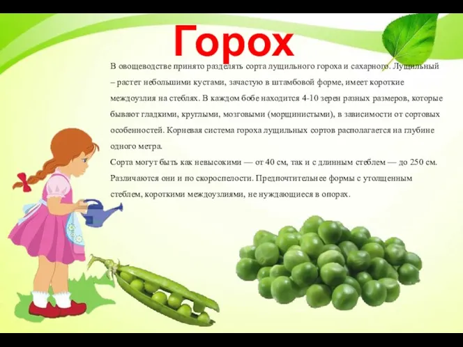 Горох В овощеводстве принято разделять сорта лущильного гороха и сахарного.