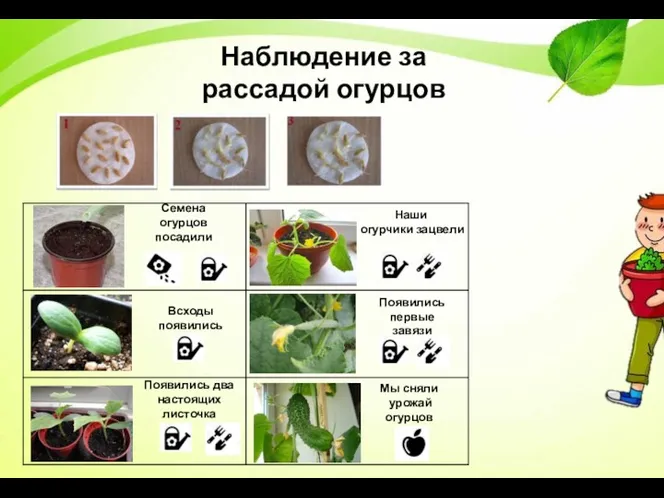 Наблюдение за рассадой огурцов Семена огурцов посадили Всходы появились Появились