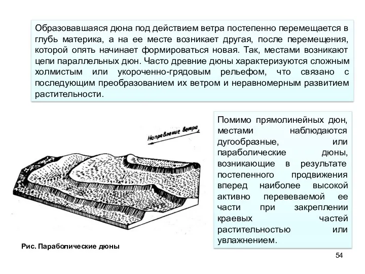 Рис. Параболические дюны Помимо прямолинейных дюн, местами наблюдаются дугообразные, или