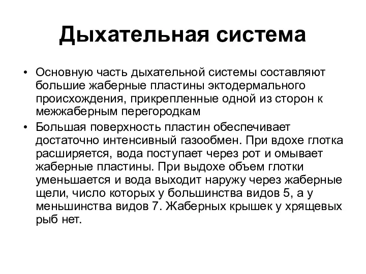 Дыхательная система Основную часть дыхательной системы составляют большие жаберные пластины