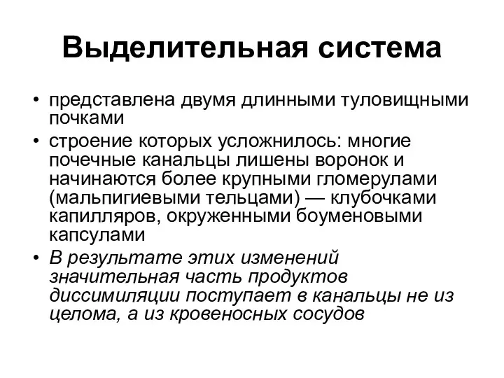 Выделительная система представлена двумя длинными туловищными почками строение которых усложнилось: