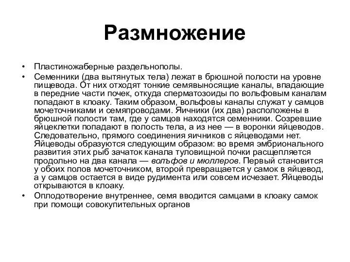 Размножение Пластиножаберные раздельнополы. Семенники (два вытянутых тела) лежат в брюшной