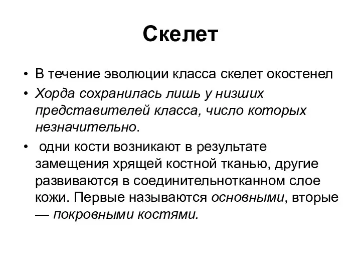 Скелет В течение эволюции класса скелет окостенел Хорда сохранилась лишь