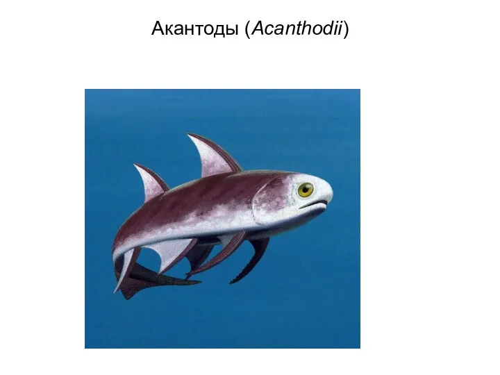 Акантоды (Acanthodii)