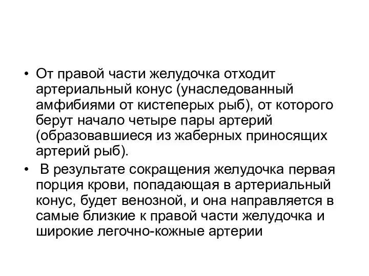 От правой части желудочка отходит артериальный конус (унаследованный амфибиями от