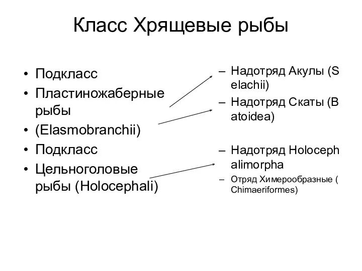 Класс Хрящевые рыбы Подкласс Пластиножаберные рыбы (Elasmobranchii) Подкласс Цельноголовые рыбы