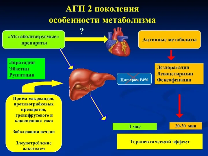 АГП 2 поколения особенности метаболизма Терапевтический эффект 20-30 мин 1 час ? «Метаболизируемые»