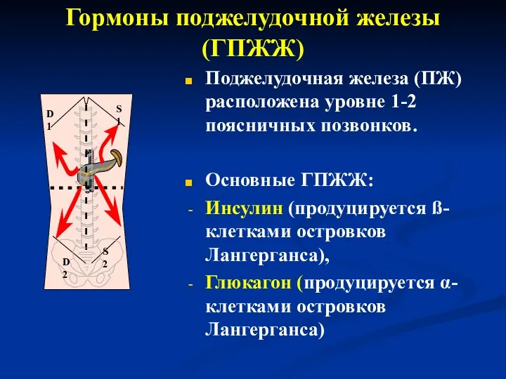 Гормоны поджелудочной железы (ГПЖЖ) Поджелудочная железа (ПЖ) расположена уровне 1-2