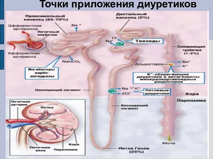 Точки приложения диуретиков