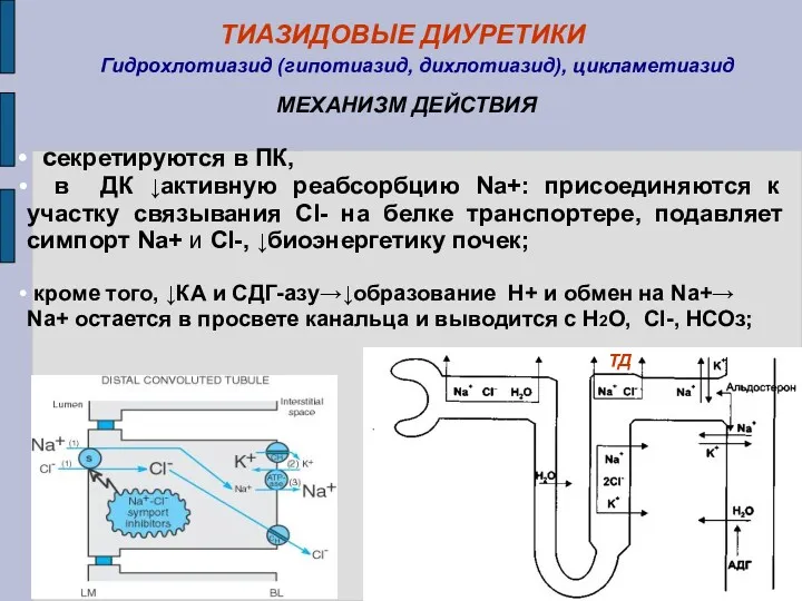 МЕХАНИЗМ ДЕЙСТВИЯ секретируются в ПК, в ДК ↓активную реабсорбцию Na+: