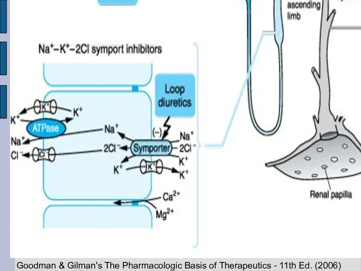 Goodman & Gilman's The Pharmacologic Basis of Therapeutics - 11th Ed. (2006)