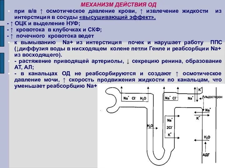 МЕХАНИЗМ ДЕЙСТВИЯ ОД при в/в ↑ осмотическое давление крови, ↑