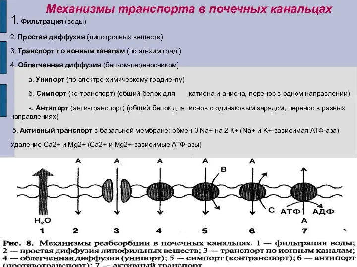 1. Фильтрация (воды) 2. Простая диффузия (липотропных веществ) 3. Транспорт