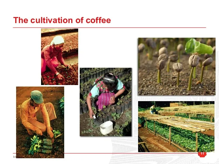 The cultivation of coffee