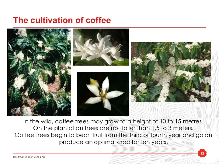 The cultivation of coffee In the wild, coffee trees may