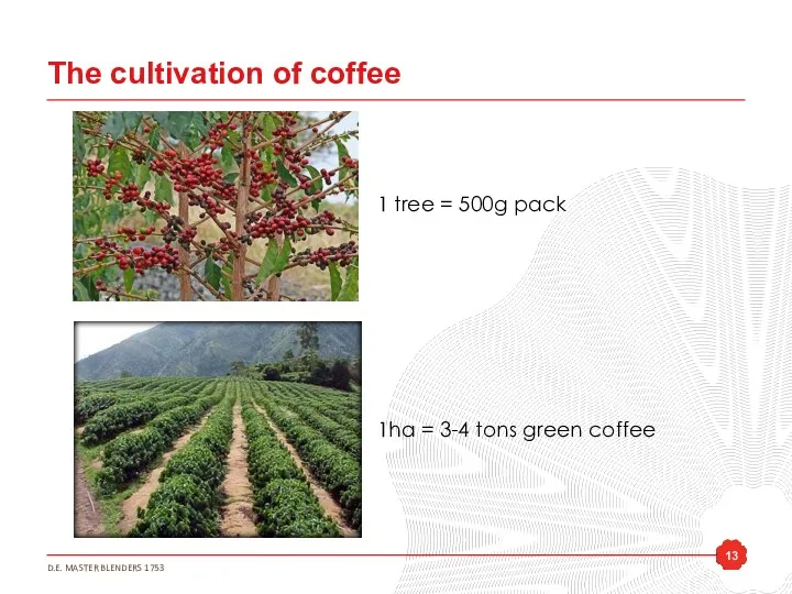 The cultivation of coffee 1 tree = 500g pack 1ha = 3-4 tons green coffee